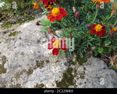 Seget Ringelblume, Tagetes tenuifolia, mit Blüten in rot und gelb Stockfoto