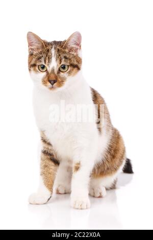 Katze ist auf weißem isoliert. Pet. Ein wahrer Freund. Cute Kitty Stockfoto