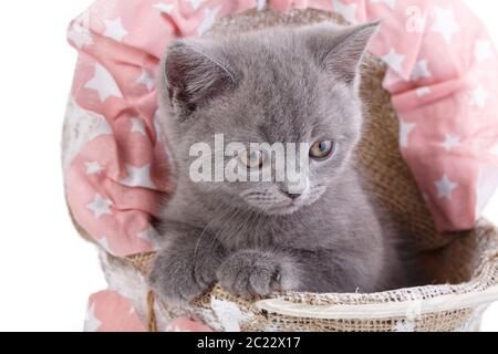 Funny furry Kätzchen sorgfältig beobachten. Ein Kätzchen, eine Pfote auf einen Kinderwagen und schaut nach unten. Katzen mit Dekorationen. Auf einem weißen Hintergrund. Stockfoto