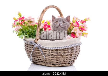 Scottish Straight Kätzchen. Ein graues Kätzchen sitzt in einem Korb mit Blumen. Katze mit Dekorationen. Grau flauschige Kätzchen auf weißem Hintergrund Stockfoto