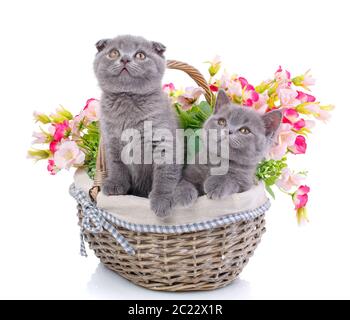 Scottish Straight und Scottish Fold Kitten. Katzen schauen. Ein cat steht und der andere sitzt in einem Korb mit Blumen. Grau flauschige Kätzchen auf ein Stockfoto