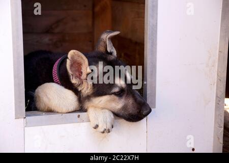 Junge Welpen der Rasse Osteuropäische Schaf-Hund Stockfoto