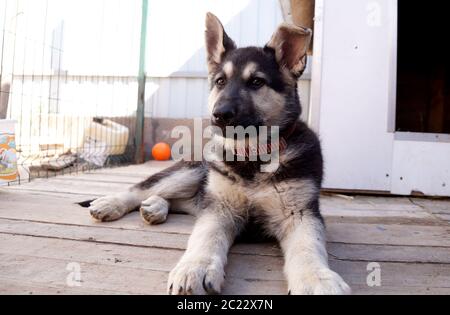Junge Welpen der Rasse Osteuropäische Schaf-Hund Stockfoto