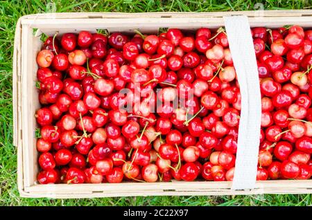 Frisch gepflückt Bio Kirschen in Kiste auf Rasen Stockfoto