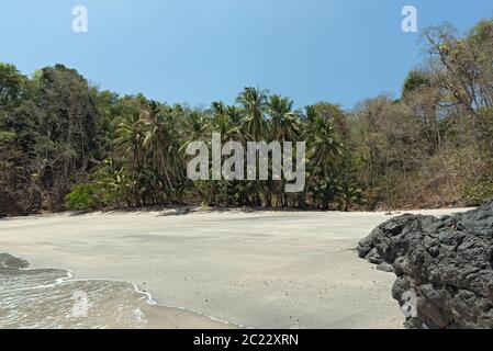 Tropische Palm Beach auf der cebaco Island Panama Stockfoto