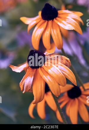 Verblassende Gelb Gelb Rudbeckien, in der Nähe Stockfoto