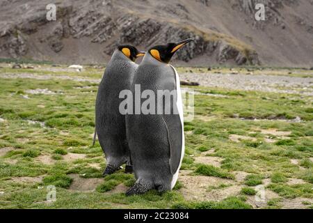 Königspinguine in Südgeorgien Salisbury Plain Stockfoto