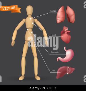 Infografik mit menschlichen inneren Organen: Herz, Magen, Leber, Lunge auf einer männlichen oder weiblichen Holzfiguren Silhouette platziert. Vektordarstellung von bo Stock Vektor