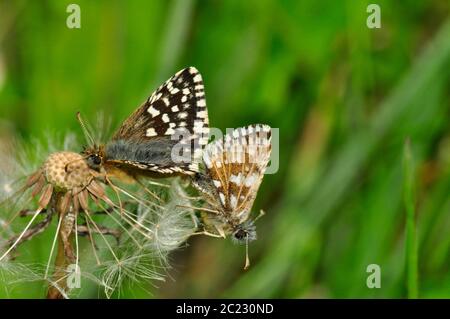 Grizzled Skippers (Pyrgus malvae) paaren sich im Mai auf einem Löwenzahn-Kopf auf dem Kreideplubland in Wiltshire.UK Stockfoto