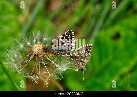 Grizzled Skippers (Pyrgus malvae) paaren sich im Mai auf einem Löwenzahn-Kopf auf dem Kreideplubland in Wiltshire.UK Stockfoto