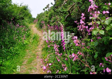 Foxgloves' Digitalis purpurea' und Red Campion'Silene dioica' säumen den Fußweg durch die mit Ginster bedeckte Klippe an der küste cornis bei Penzance Stockfoto