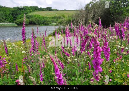 Foxgloves' Digitalis purpurea' line der Rand des Loe, ein Süßwasserpool auf der Lizard, bei Helston, Cornwall.UK Stockfoto