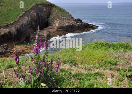 Nanjizal Bucht nahe Land enden mit der Digitalis purpurea von Foxgloves im Vordergrund.West Penwith, Cornwall, England.UK Stockfoto