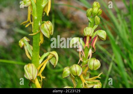 Man Orchid, Orchis anthropophora. Nahaufnahme dieser seltenen gefährdeten gelb-grünen Blumen, die auf der Kreide im Vorland von Wiltshire, Großbritannien wachsen Stockfoto