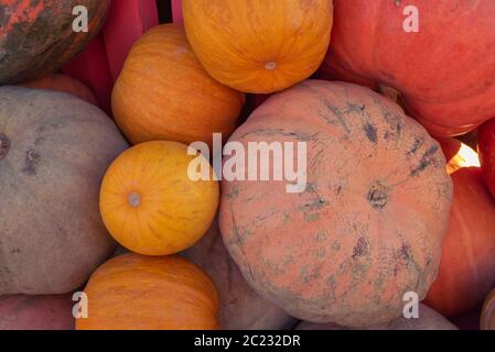 Haufen von winzigen Kürbissen. Hintergrund Stockfoto