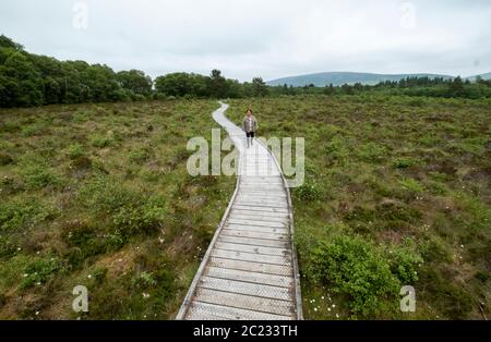Das Naturschutzgebiet Red Moss of Balerno im Pentland Hills Regional Park ist ein Gebiet von spezialem wissenschaftlichem Interesse (SSSI). Stockfoto