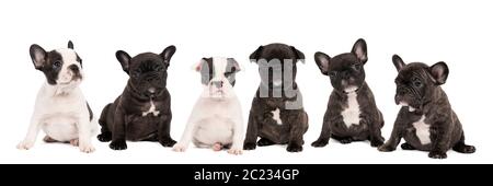 Ein Studio-Aufnahme eines Wurfes liebenswert Französisch Bulldogge Welpen sitzen auf isolierten weißen Hintergrund Blick auf die Kamera mit Kopieplatz Stockfoto