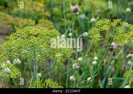 Dill-Blütenstände aus der Nähe im Garten im Freien Stockfoto