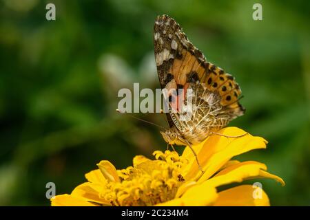 Ein Schmetterling sitzt auf einer gelben Blume. Makrofotografie Stockfoto