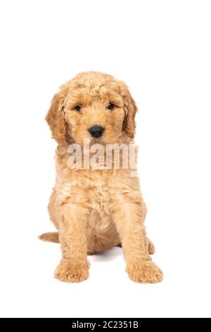 Ein netter Labradoodle Welpe sitzt auf der Kamera isoliert auf einem weißen Hintergrund mit Platz für Text Stockfoto