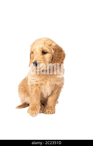 Ein netter Labradoodle Welpe sitzt auf der Kamera isoliert auf einem weißen Hintergrund mit Platz für Text Stockfoto