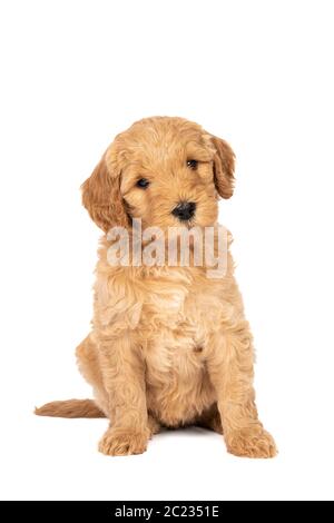 Ein netter Labradoodle Welpe sitzt auf der Kamera isoliert auf einem weißen Hintergrund mit Platz für Text Stockfoto