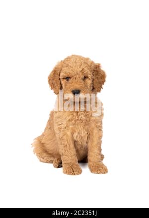 Ein netter Labradoodle Welpe sitzt auf der Kamera isoliert auf einem weißen Hintergrund mit Platz für Text Stockfoto