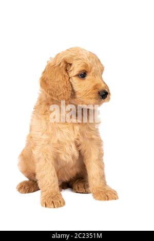 Ein netter Labradoodle Welpe sitzt auf der Kamera isoliert auf einem weißen Hintergrund mit Platz für Text Stockfoto