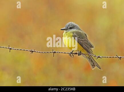 Sozialer Fliegenfänger (Myiozetetes similis texensis) Erwachsener auf Stacheldraht im Regen Honduras Februar 2016 Stockfoto