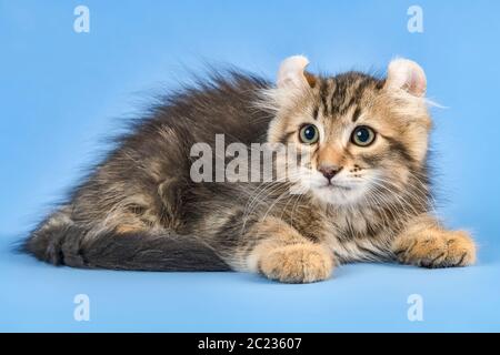 Rassekatze American Curl (Felis silvestris catus), Langhaar, schwarz gestromt, Kater, Alter 10 Wochen Stockfoto