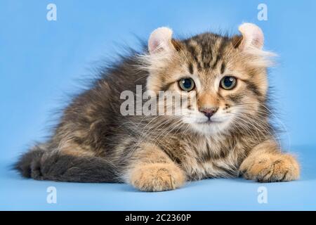 Rassekatze American Curl (Felis silvestris catus), Langhaar, schwarz gestromt, Kater, Alter 10 Wochen Stockfoto