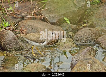 Gefleckte Sandpiper (Actitis macularius) Erwachsene Nahrungssuche auf dem Fluss Honduras Februar 2016 Stockfoto