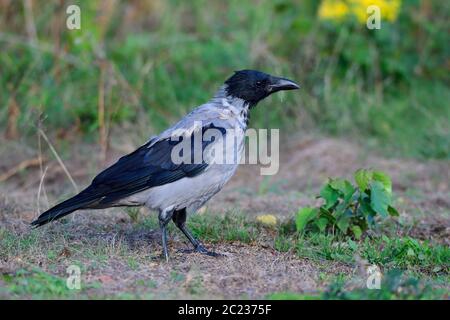 Aas kräht im Herbst auf der Suche nach Nahrung an der ostsee. Stockfoto