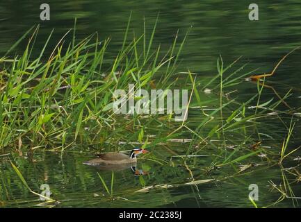 Sungrebe (Heliornis fulica) erwachsenes Weibchen am Rand des Sumpfes Honduras Februar 2016 Stockfoto