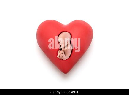 Menschliche Embryo in rotes Herz auf weißem Hintergrund mit Freistellungspfad Stockfoto