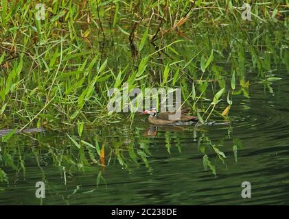 Sungrebe (Heliornis fulica) erwachsenes Weibchen am Rand des Sumpfes Honduras Februar 2016 Stockfoto