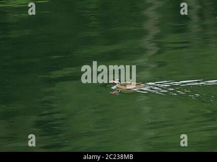 Sungrebe (Heliornis fulica) Erwachsene weibliche Schwimmen im See Honduras Februar 2016 Stockfoto