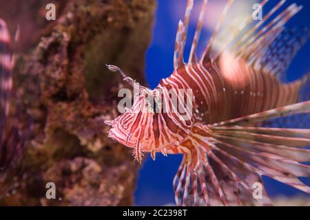 Lionfish-Zebra, oder Zebrafisch, oder gestreiften Lionfish lat. Pterois volitans ist ein Fisch des Skorpions f Stockfoto
