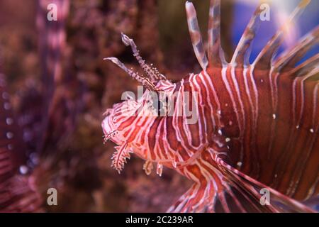 Lionfish-Zebra, oder Zebrafisch, oder gestreiften Lionfish lat. Pterois volitans ist ein Fisch des Skorpions f Stockfoto