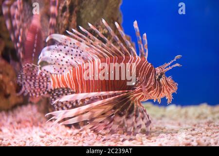 Lionfish-Zebra, oder Zebrafisch, oder gestreiften Lionfish lat. Pterois volitans ist ein Fisch des Skorpions f Stockfoto