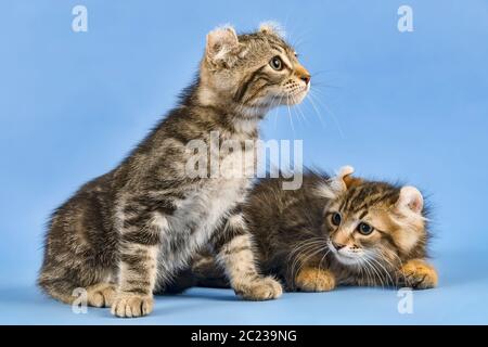 Rassekatze American Curl (Felis silvestris catus), Langhaar, schwarz gestromt, Kater, Alter 10 Wochen Stockfoto