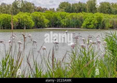 Riparian Landschaft einschließlich einige Flamingos rund um den Regionalen Naturpark der Camargue im Süden Frankreichs Stockfoto