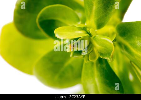 Organisch gesunden grünen Portulak isoliert auf weißem Hintergrund Stockfoto
