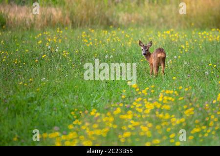 Zeile Rotwild baby grasen im Sommer Wiese, Tschechische wildlife Stockfoto