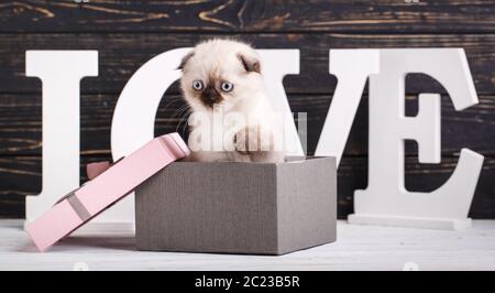 Scottish Fold kitten. Als Gestaltungselement Geschenkverpackung. Schottische reinrassige Kätzchen während einer professionelle Aufnahmen. Das Kätzchen sitzt in einer Geschenkbox Stockfoto
