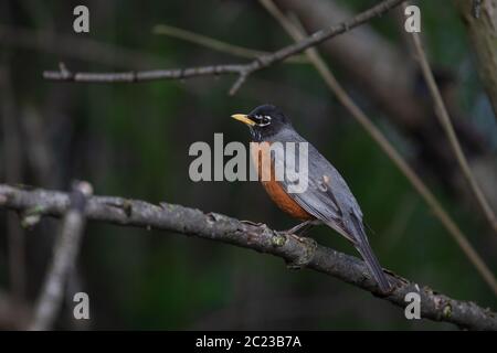 Ein amerikanischer Rotkehlchen thront auf einem Ast. Der amerikanische Rotkehlchen ist der Staatsvogel von Michigan. Stockfoto