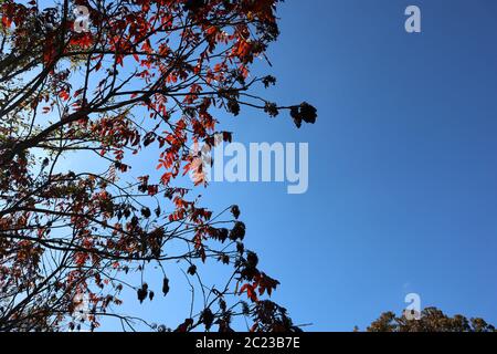 Leuchtend rote Herbstblätter sind hinterleuchtet und kontrastieren mit einem hellblauen Herbsthimmel Stockfoto