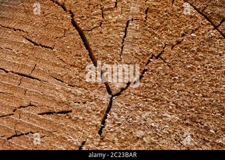 Fichte Holz Baum-ringe Textur. Querschnitt der Amtsleitung, die Baum-ringe Fichte Stockfoto