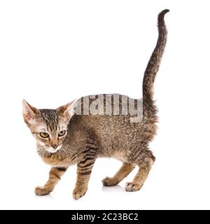 Katze ist auf weißem isoliert. Pet. Ein wahrer Freund. Cute Kitty Stockfoto