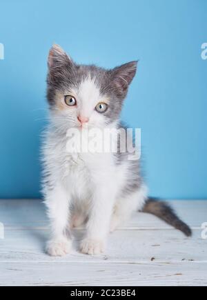 Weiße und graue Kätzchen auf einem weißen Tisch. Die Katze posiert für die Fotografen Stockfoto